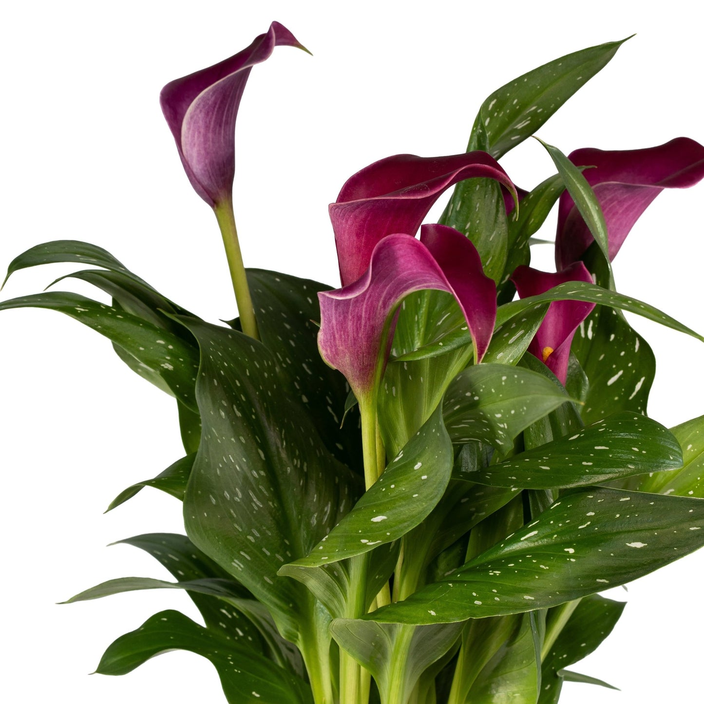Calla Lily 13cm in Ribbed Glass - Flowering The Horti House