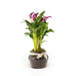Calla Lily 13cm in Ribbed Glass - Flowering The Horti House