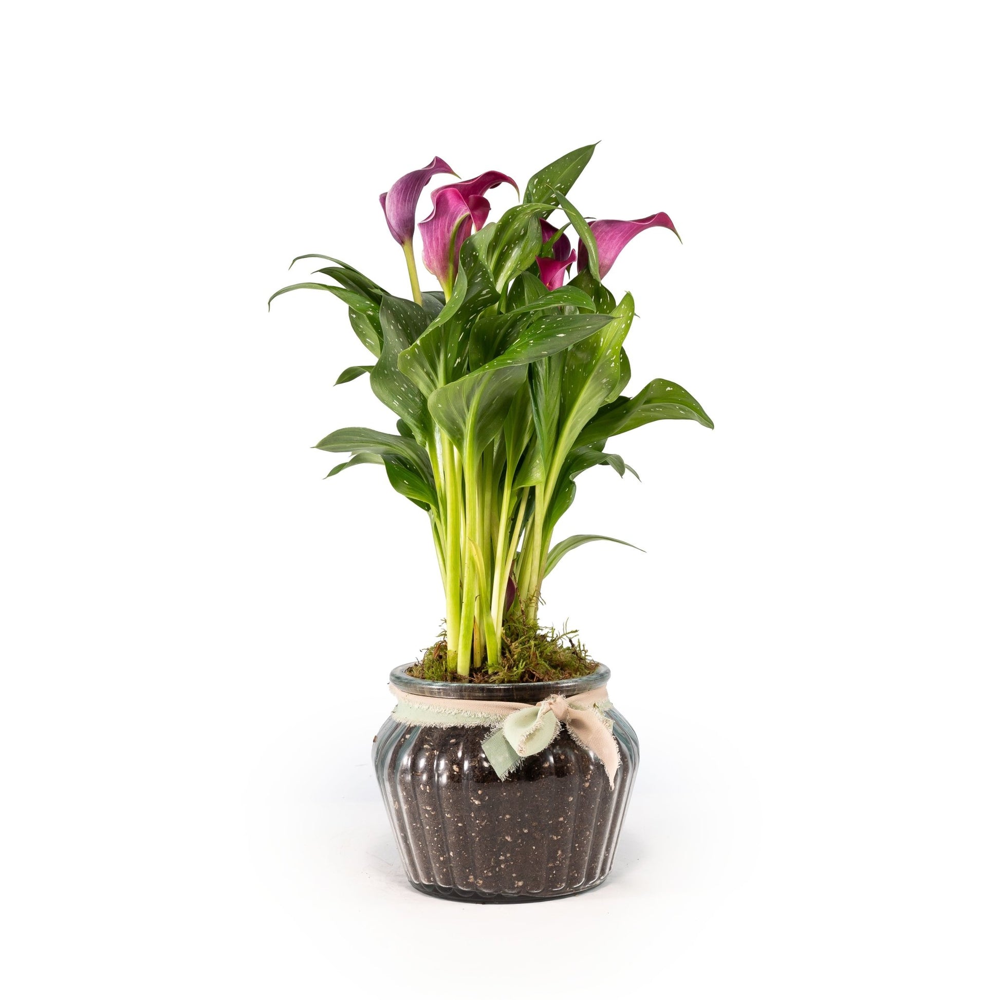 Calla Lily 13cm in Ribbed Glass - Flowering The Horti House