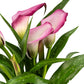 Calla Lily 12cm in Gift Box - Flowering The Horti House
