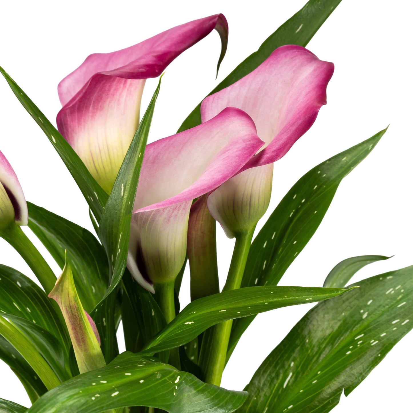 Calla Lily 12cm in Gift Box - Flowering The Horti House