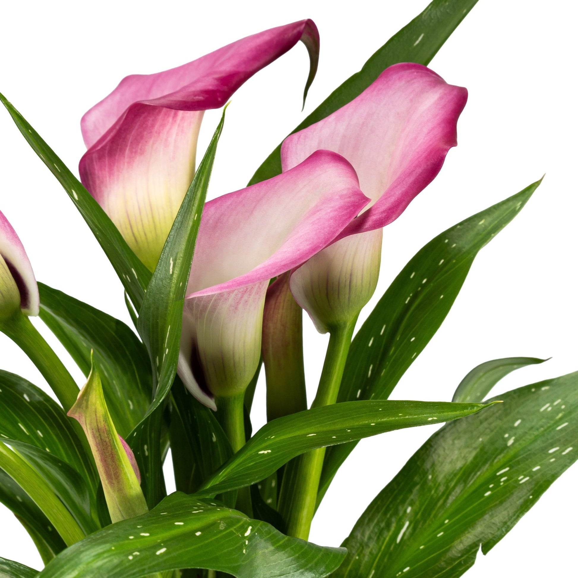 Calla Lily 12cm in Gift Box - Flowering The Horti House