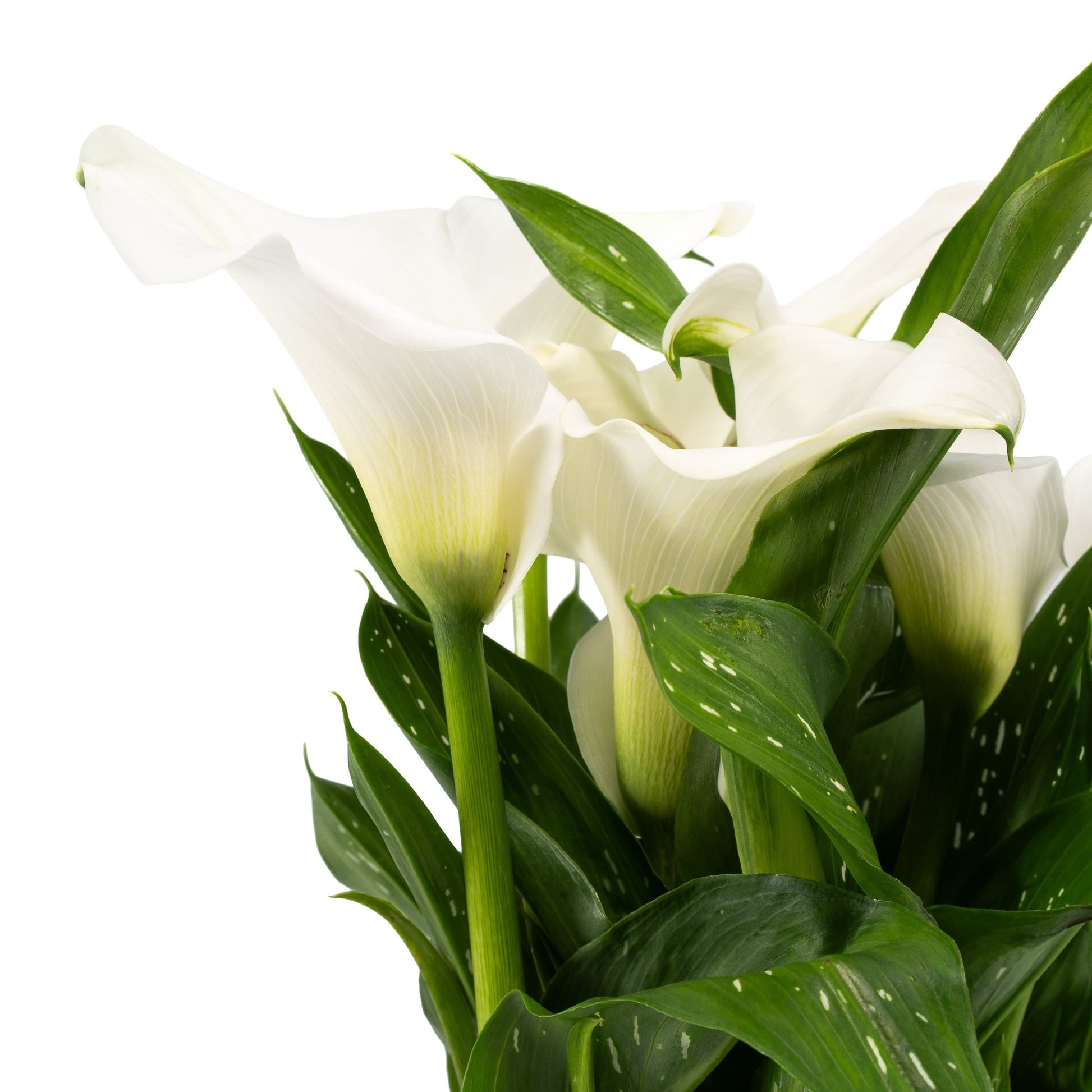 Calla Lily 13cm in Windsor Ceramic - Flowering The Horti House