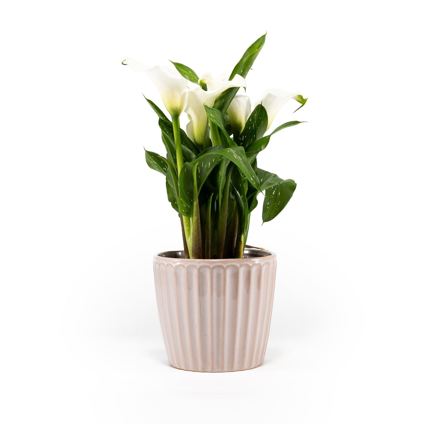 Calla Lily 13cm in Windsor Ceramic - Flowering The Horti House