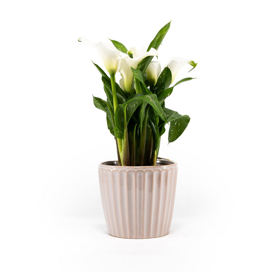 Calla Lily 13cm in Windsor Ceramic - Flowering The Horti House