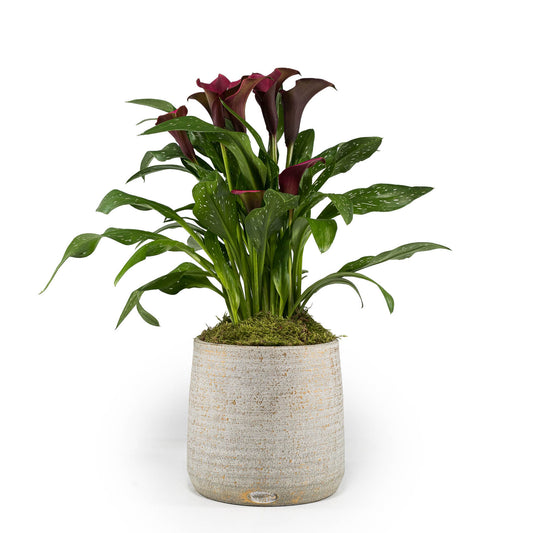 Calla Lily 14cm in Tall Artisan Ceramic - Flowering The Horti House