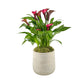 Calla Lily 14cm in Tall Artisan Ceramic - Flowering The Horti House