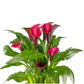 Calla Lily 14cm in Tall Artisan Ceramic - Flowering The Horti House