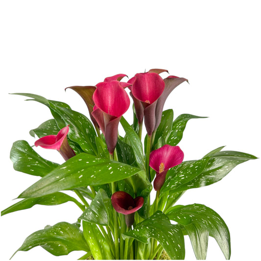 Calla Lily 14cm in Tall Artisan Ceramic - Flowering The Horti House