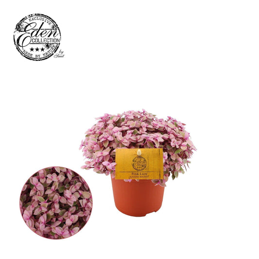 Callisia 10.5cm Jungle Jewels - Green Plant The Horti House