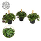Callisia 5.5cm Turtle - Green Plant The Horti House