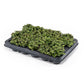 Callisia 5.5cm Turtle - Green Plant The Horti House