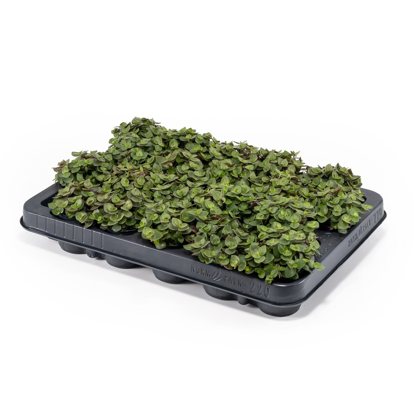 Callisia 5.5cm Turtle - Green Plant The Horti House