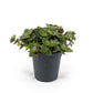 Callisia 5.5cm Turtle - Green Plant The Horti House