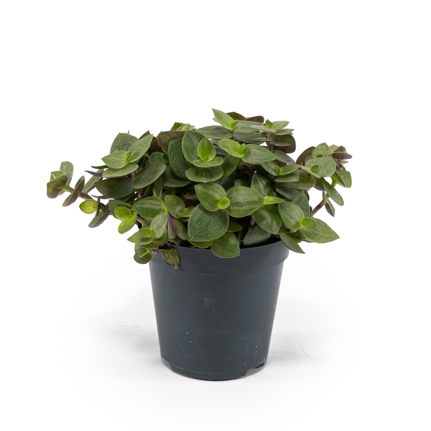 Callisia 5.5cm Turtle - Green Plant The Horti House