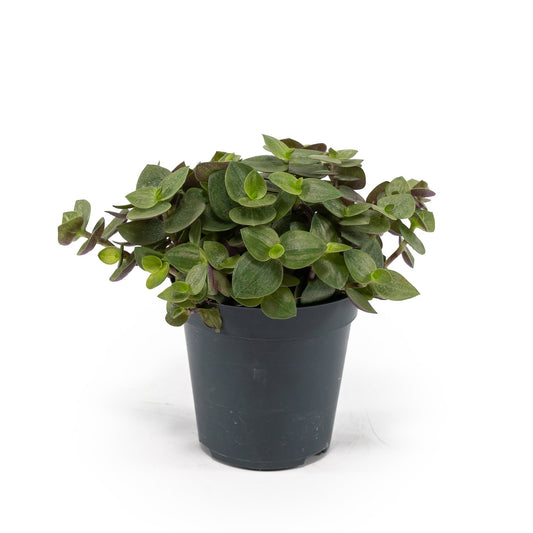 Callisia 5.5cm Turtle - Green Plant The Horti House
