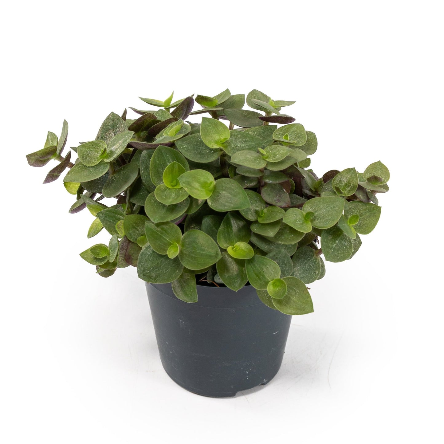 Callisia 5.5cm Turtle - Green Plant The Horti House