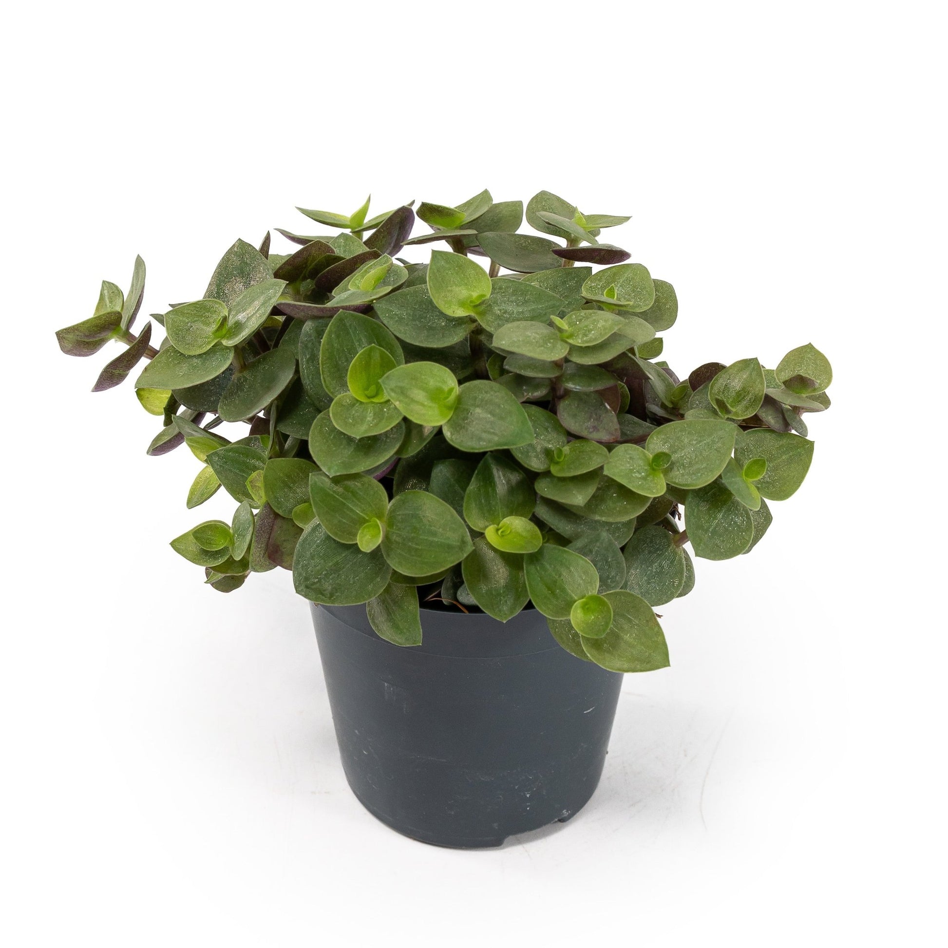 Callisia 5.5cm Turtle - Green Plant The Horti House