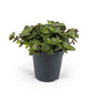 Callisia 5.5cm Turtle - Green Plant The Horti House