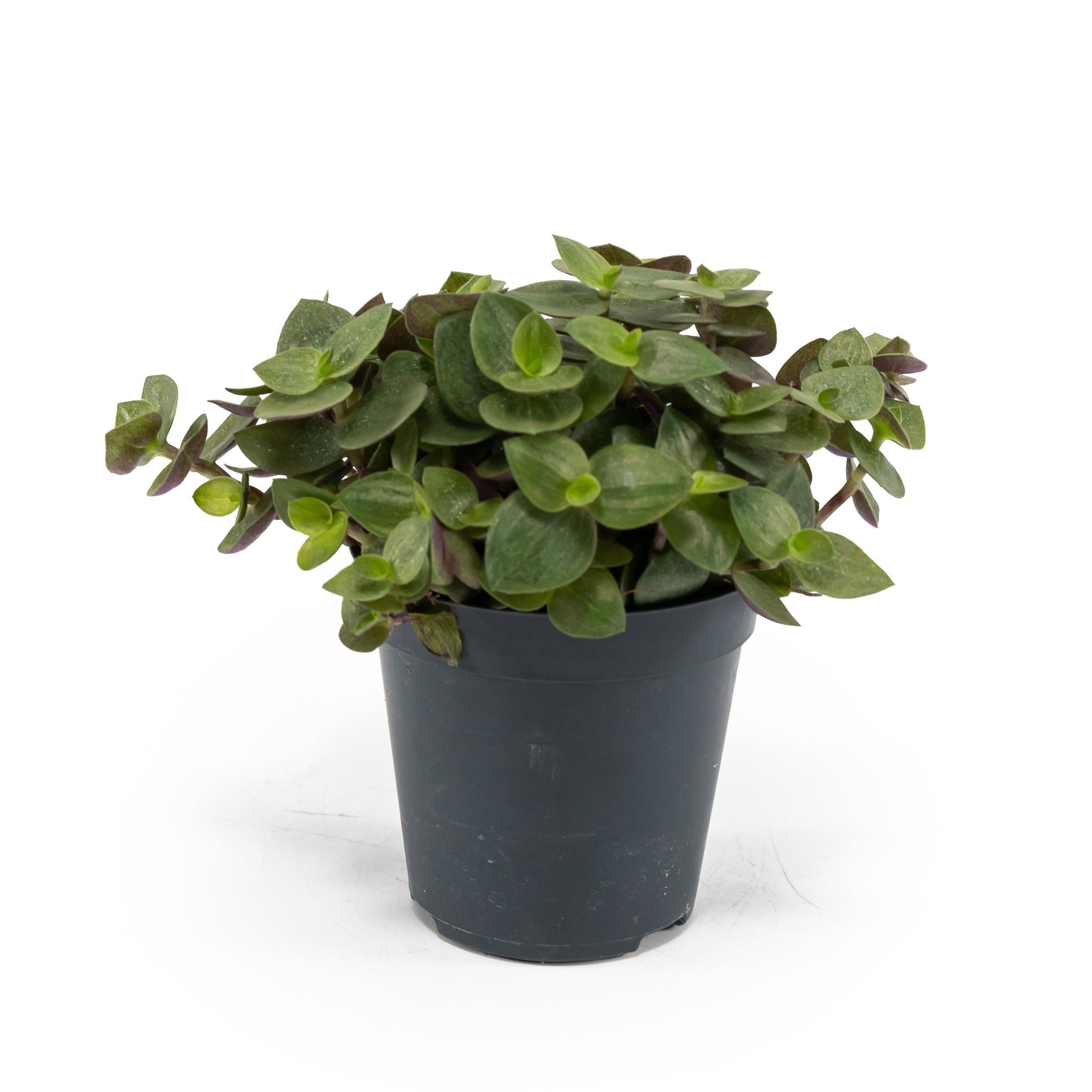 Callisia 5.5cm Turtle - Green Plant The Horti House