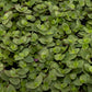 Callisia 5.5cm Turtle - Green Plant The Horti House