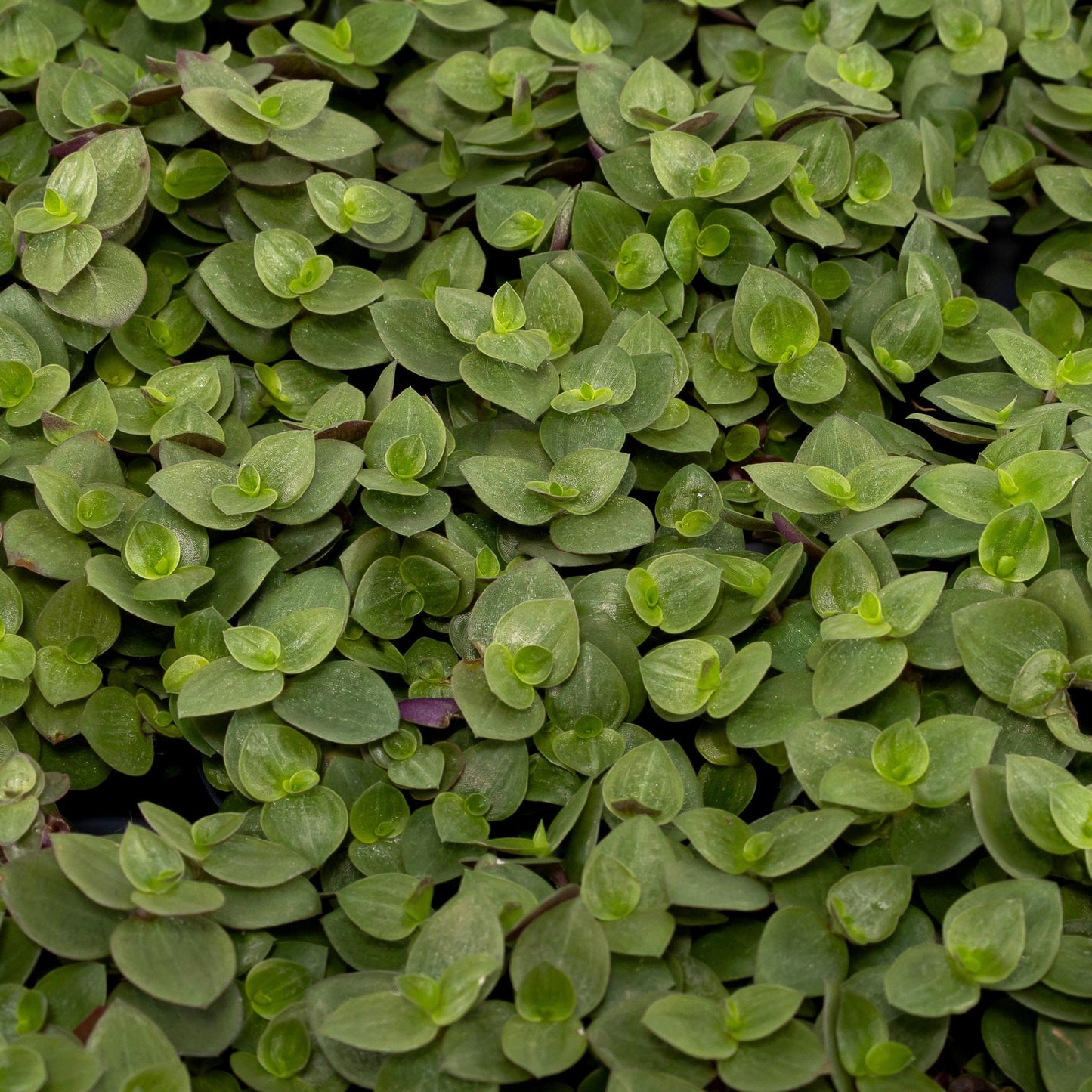 Callisia 5.5cm Turtle - Green Plant The Horti House