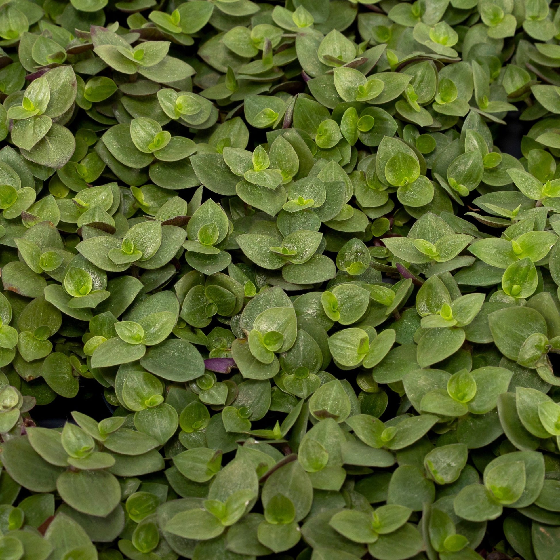 Callisia 5.5cm Turtle - Green Plant The Horti House
