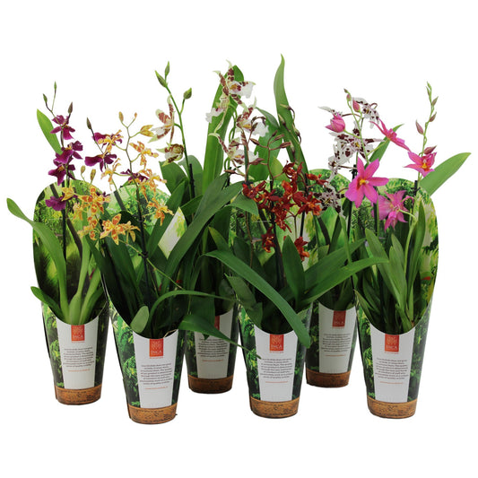 Cambria 9cm Orchid 2 Branch - Orchid The Horti House