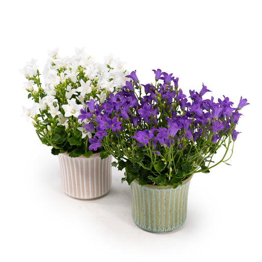 Campanula 6cm Mixed in Hampshire - Flowering The Horti House