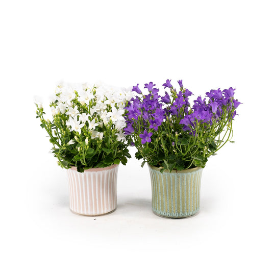 Campanula 6cm Mixed in Hampshire - Flowering The Horti House