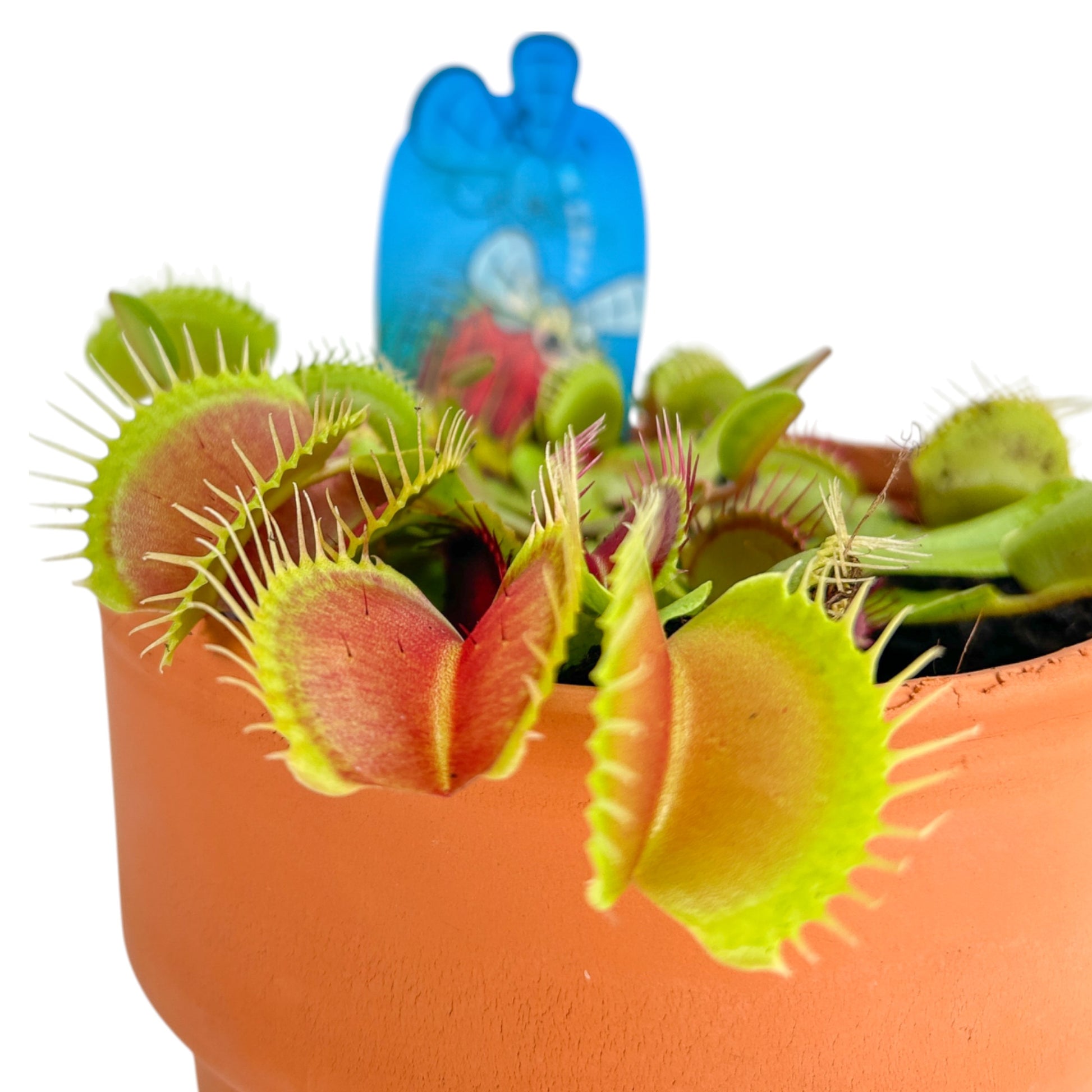 Carnivorous 12cm Dionaea Musciplula Venus Flytrap in Terracotta - Carnivorous The Horti House