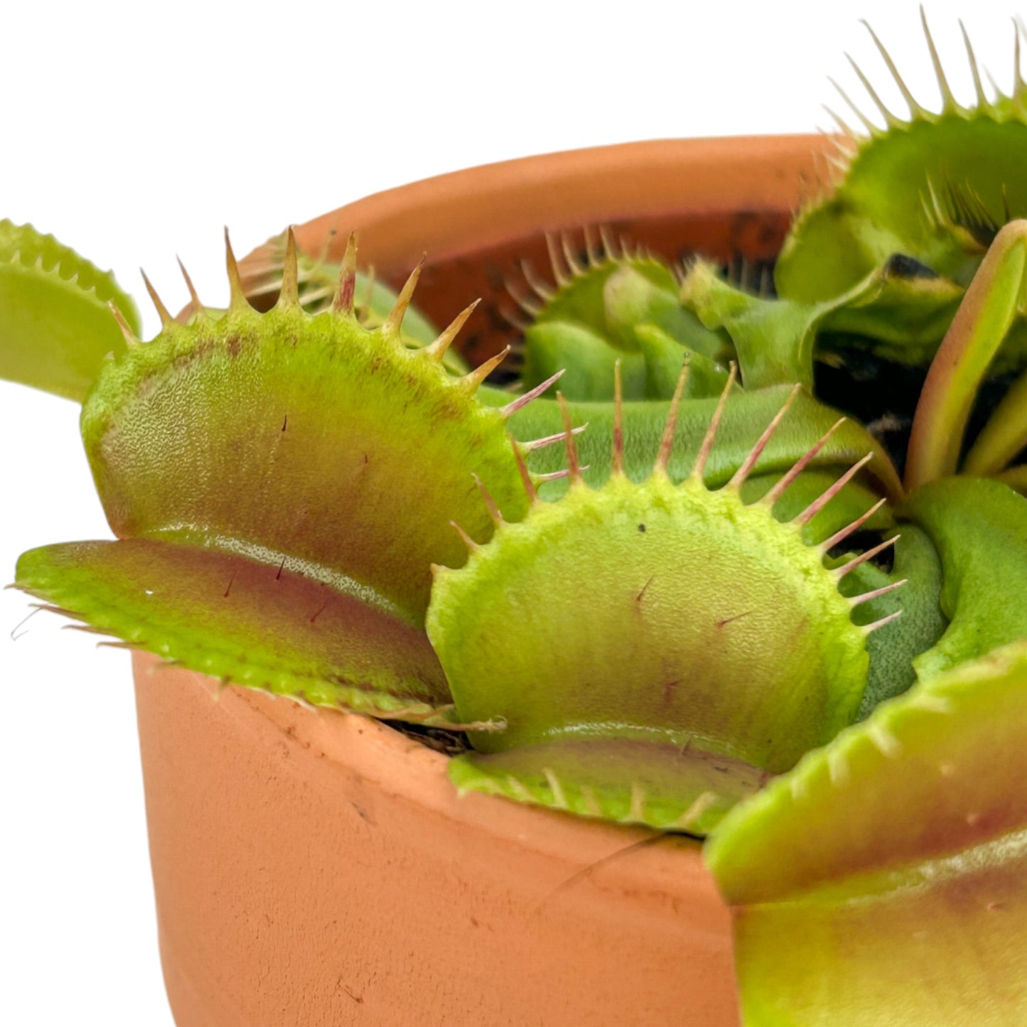 Carnivorous 8.5cm Dionaea Musciplula Venus Flytrap in Terracotta - Carnivorous The Horti House