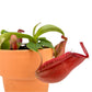 Carnivorous 8.5cm Nepenthes Pitcher Plant Mix in Terracotta - Carnivorous The Horti House