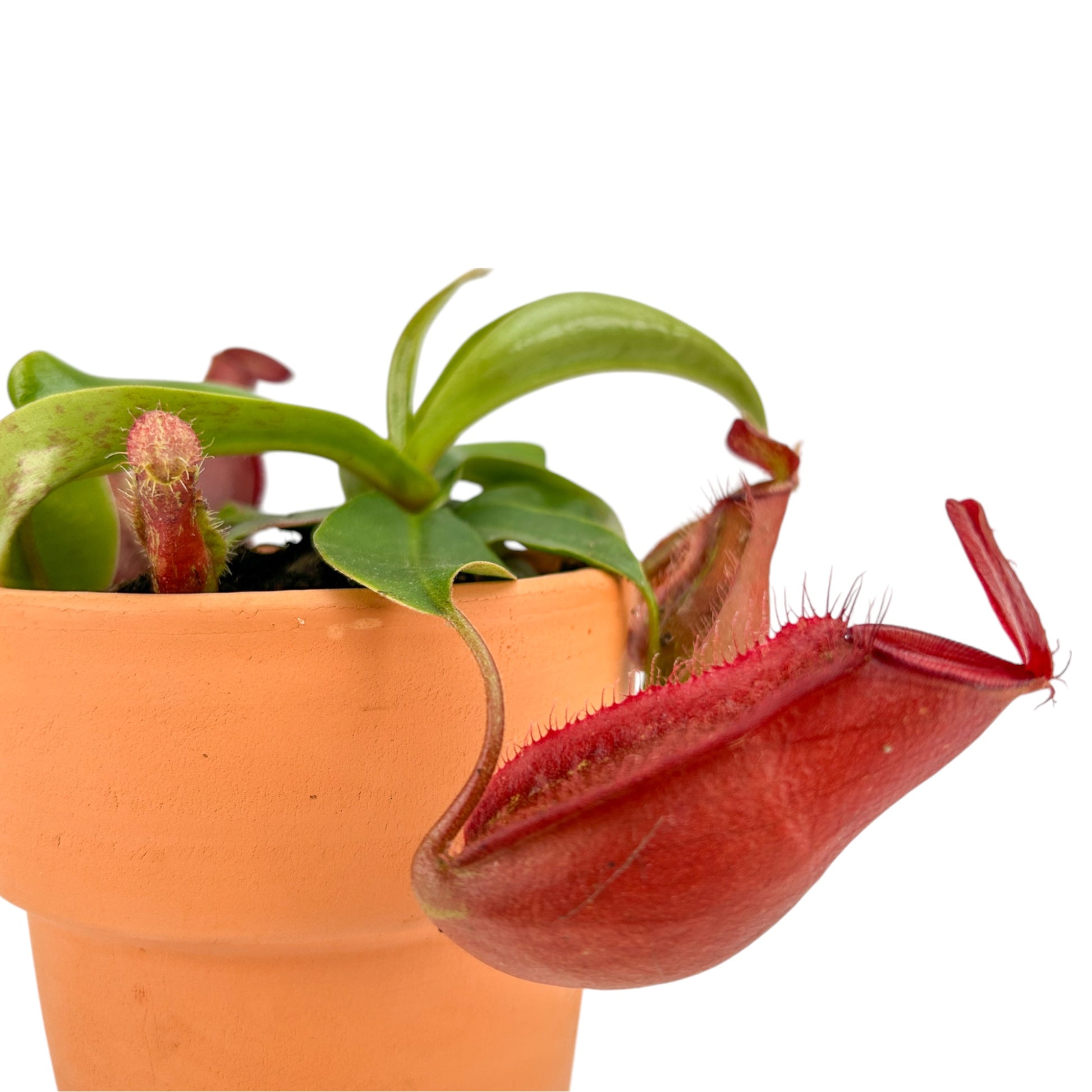 Carnivorous 8.5cm Nepenthes Pitcher Plant Mix in Terracotta - Carnivorous The Horti House