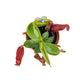 Carnivorous 8.5cm Nepenthes Pitcher Plant Mix in Terracotta - Carnivorous The Horti House