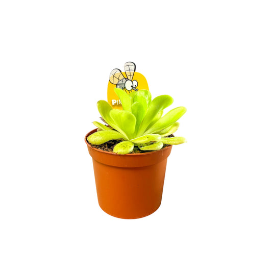 Carnivorous 8.5cm Pinguicula Agnata - Carnivorous The Horti House