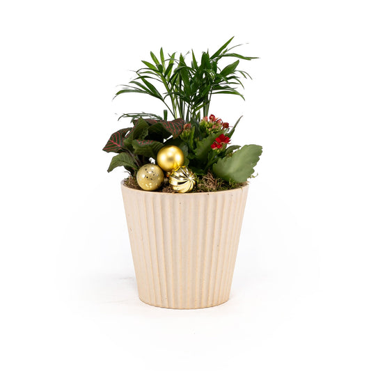 Ceramic Trio 12cm Christmas Planter - Flowering The Horti House