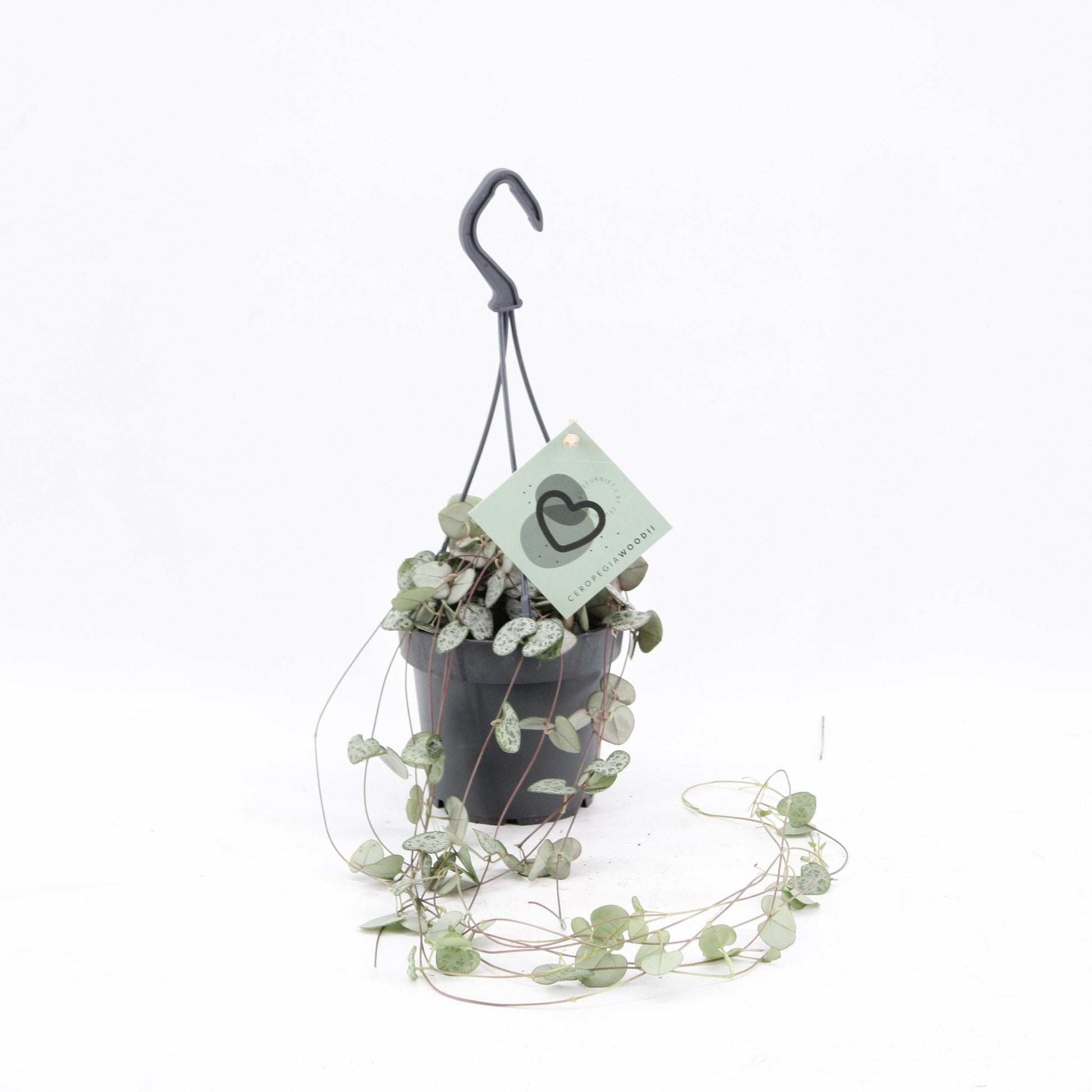 Ceropegia 12cm Woodii Hanging - Green Plant The Horti House