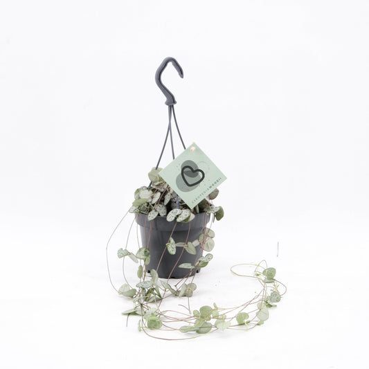 Ceropegia 12cm Woodii Hanging - Green Plant The Horti House