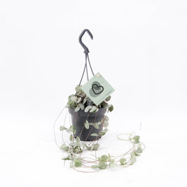 Ceropegia 12cm Woodii Hanging - Green Plant The Horti House