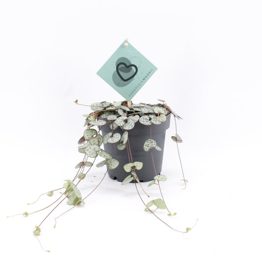 Ceropegia 12cm Woodii - Green Plant The Horti House