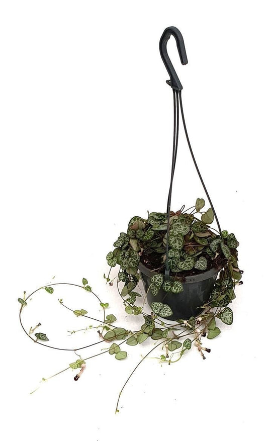 Ceropegia 14cm - Hanging The Horti House