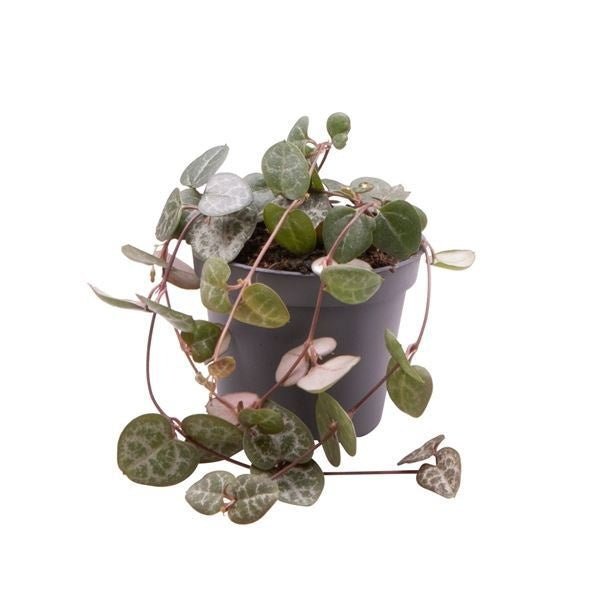 Ceropegia 6cm Woodii - Green Plant The Horti House