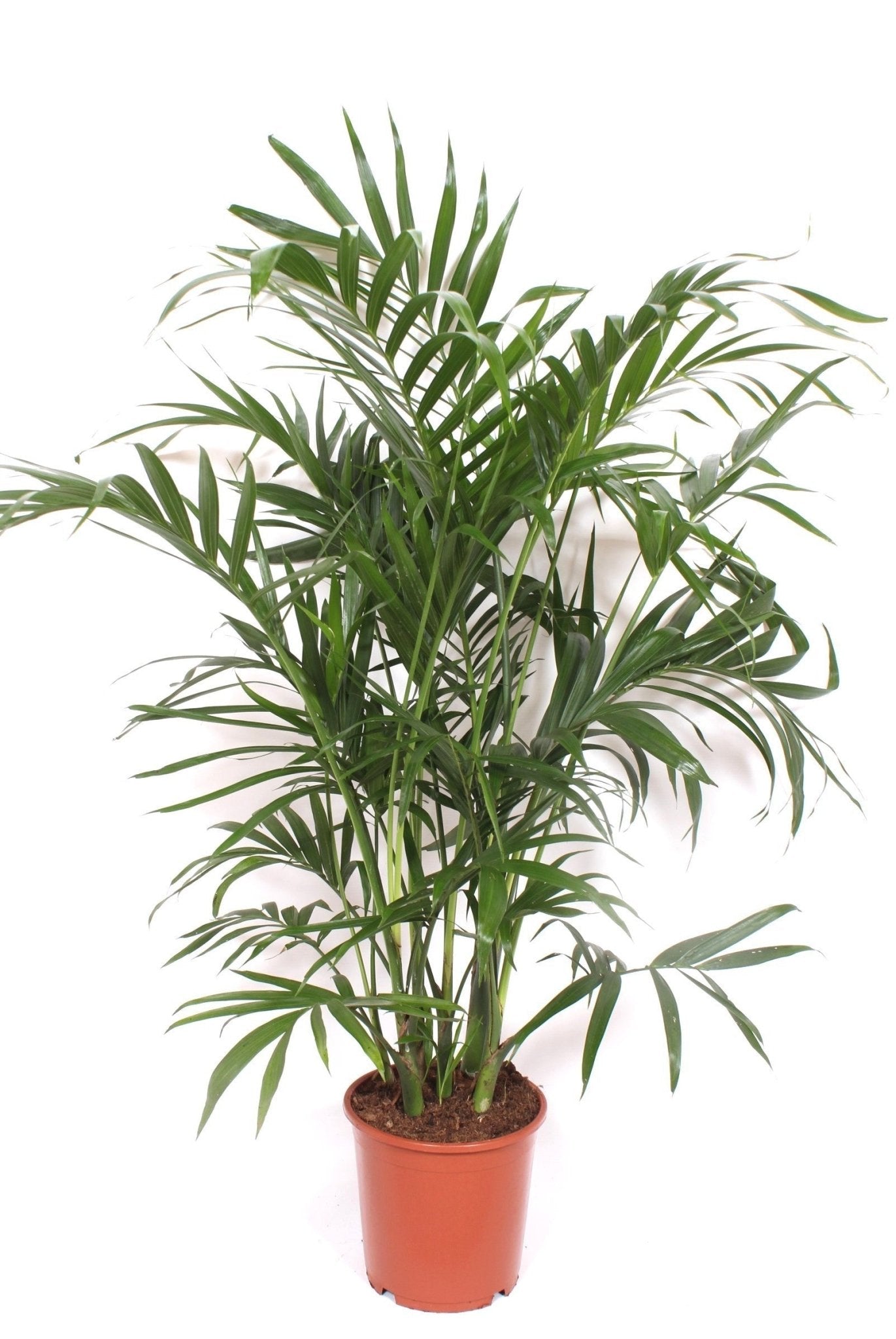 Chamaedorea 21cm Cataractarum