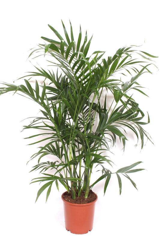 Chamaedorea 21cm Cataractarum - Foliage The Horti House