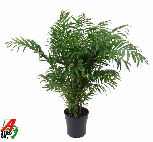 Chamaedorea 21cm Elegans - Green Plant The Horti House
