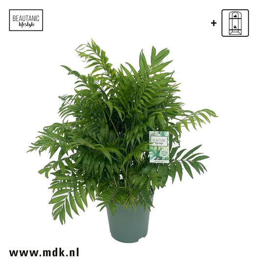 Chamaedorea 24cm Elegans Hydro - Hydroculture The Horti House