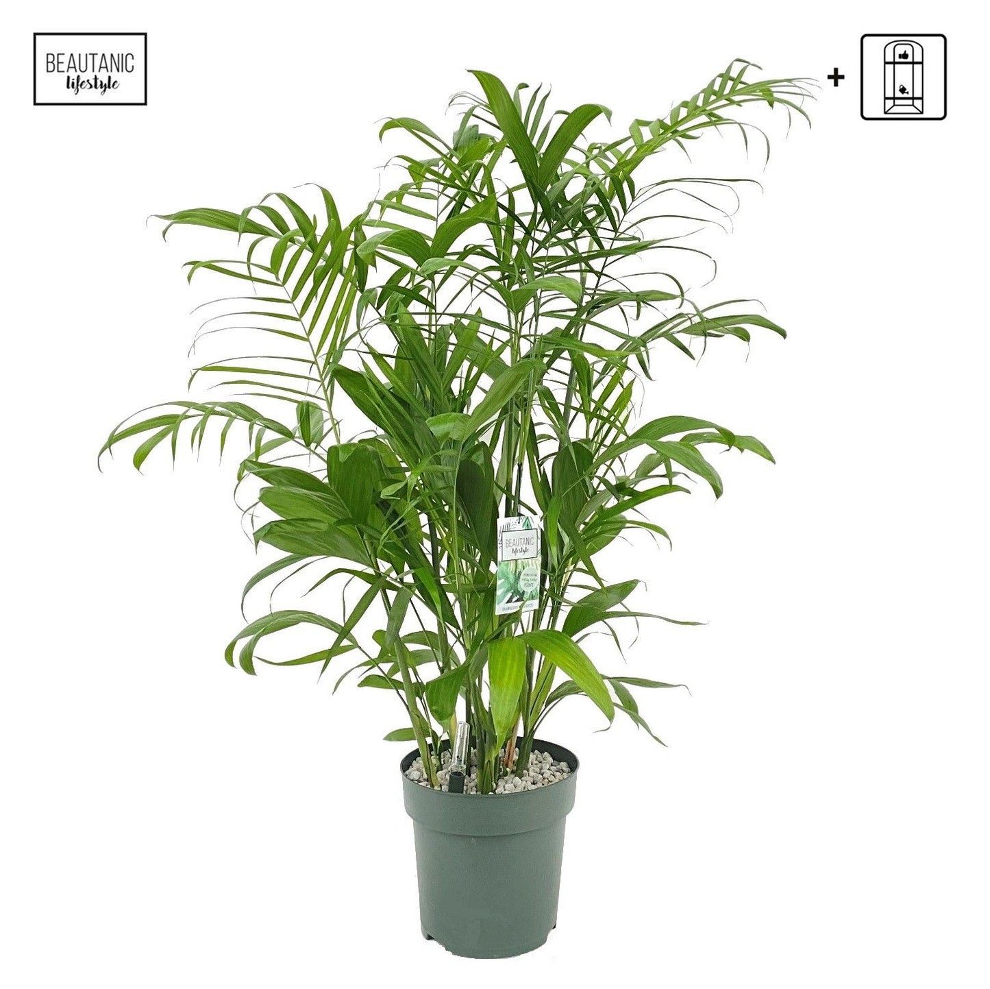 Chamaedorea 27cm Seifrizii Hydro - Green Plant The Horti House