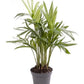 Chamaedorea 6cm Elegans - Green Plant The Horti House