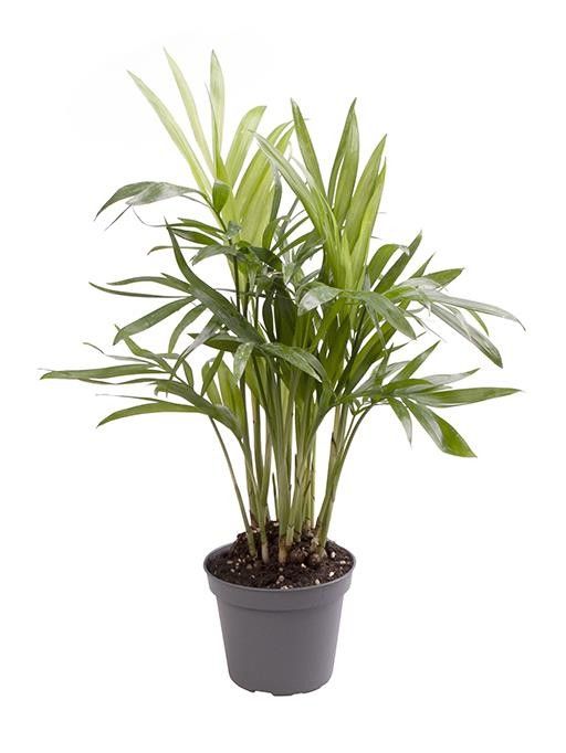 Chamaedorea 6cm Elegans - Green Plant The Horti House